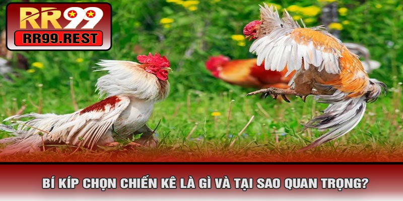 Bí Kíp Chọn Chiến Kê Là Gì Và Tại Sao Quan Trọng?