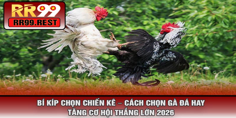 Bí Kíp Chọn Chiến Kê – Cách Chọn Gà Đá Hay, Tăng Cơ Hội Thắng Lớn 2026
