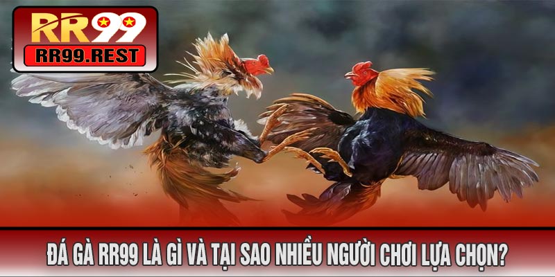 Đá Gà RR99 Là Gì Và Tại Sao Nhiều Người Chơi Lựa Chọn?