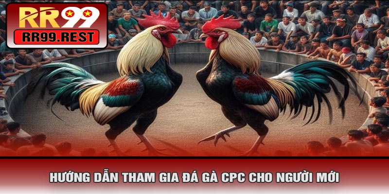 Hướng Dẫn Tham Gia Đá Gà CPC Cho Người Mới