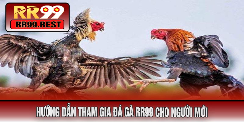 Hướng Dẫn Tham Gia Đá Gà RR99 Cho Người Mới