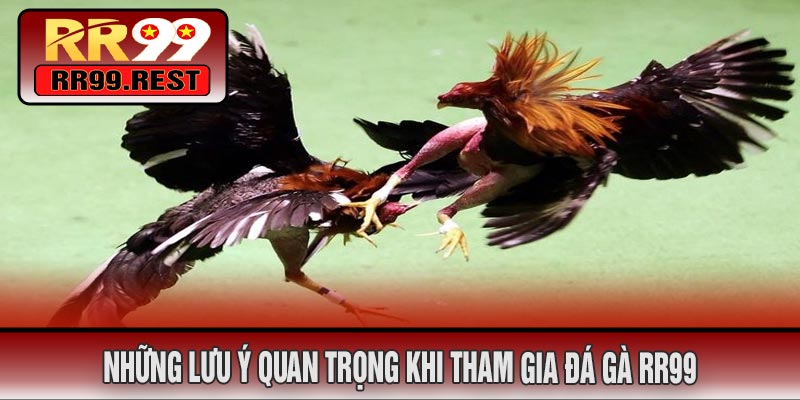 Những Lưu Ý Quan Trọng Khi Tham Gia Đá Gà RR99